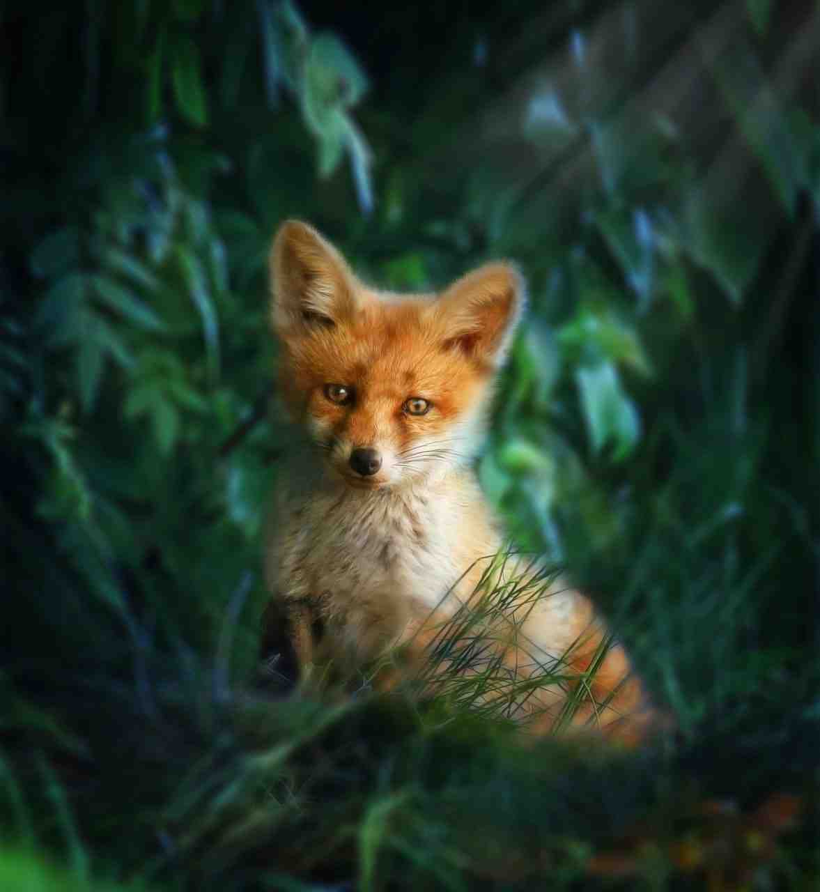 le renard roux, fox, nature